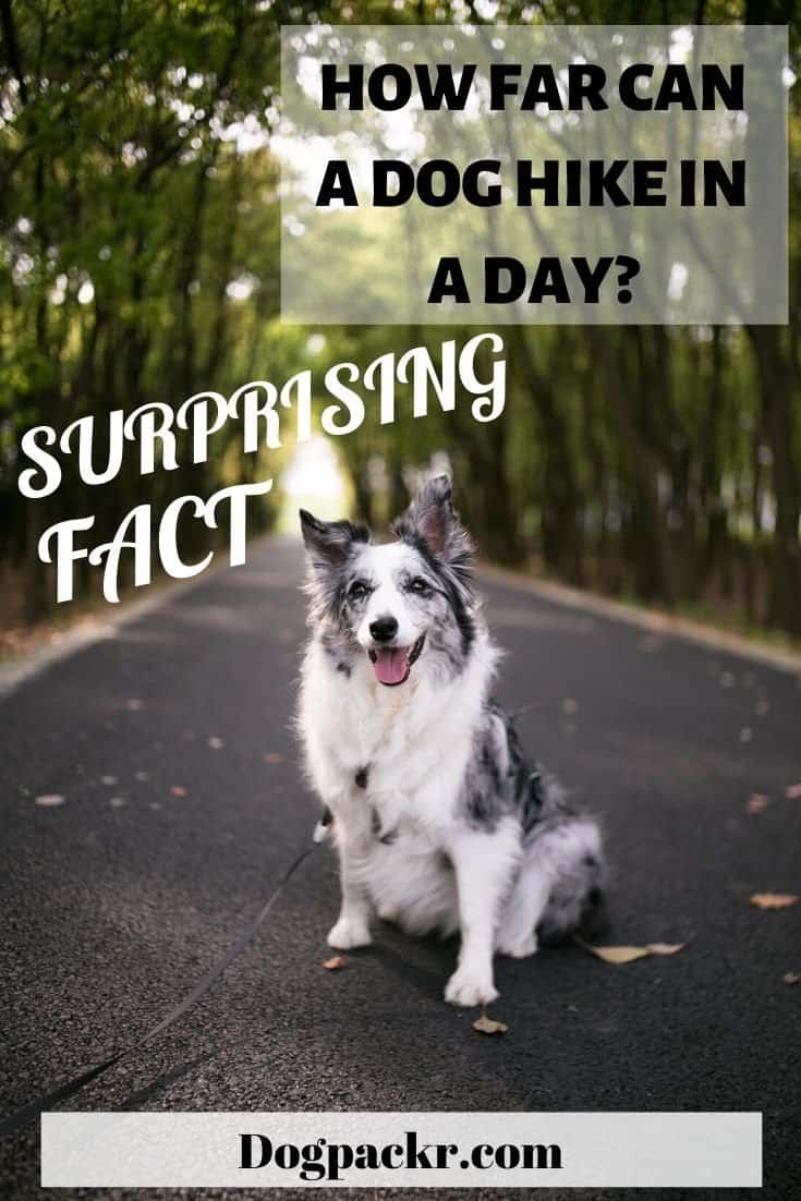 How far can a dog hike in a day? Probably more than you think! dogpackr