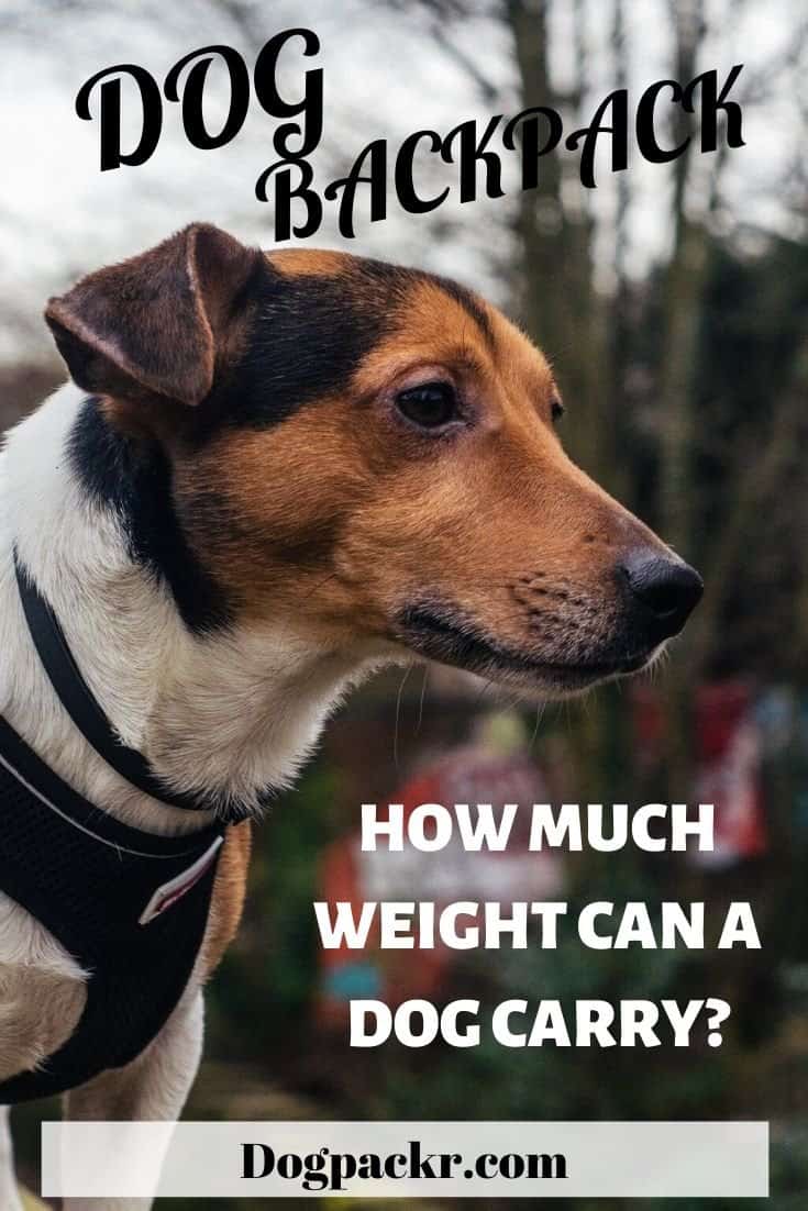 How much weight can a dog carry in a backpack? dogpackr