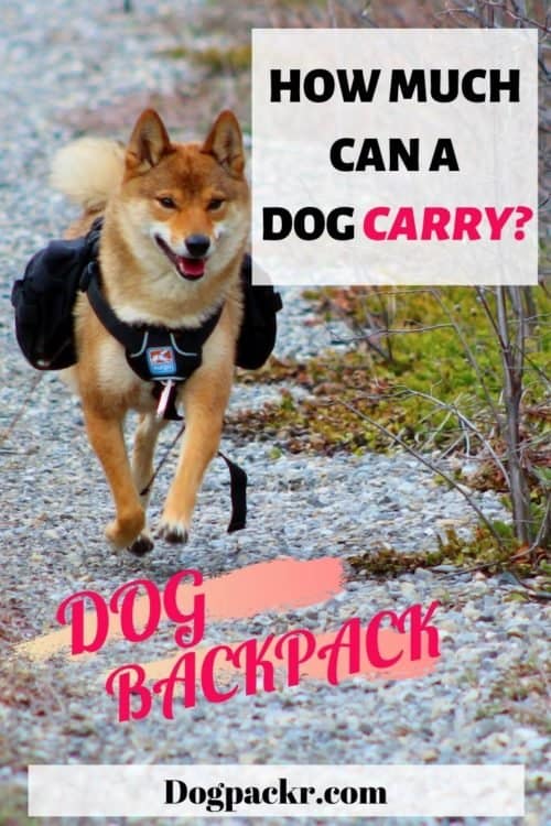 How much weight can a dog carry in a backpack? dogpackr
