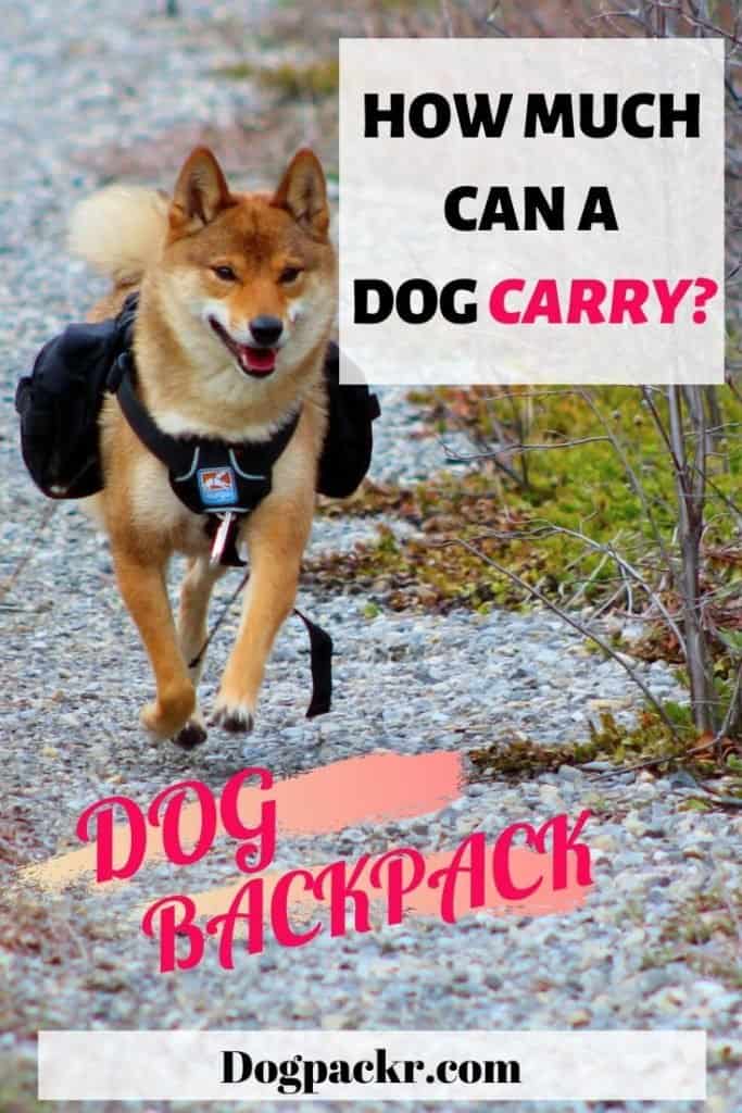 how much weight can a dog carry hiking