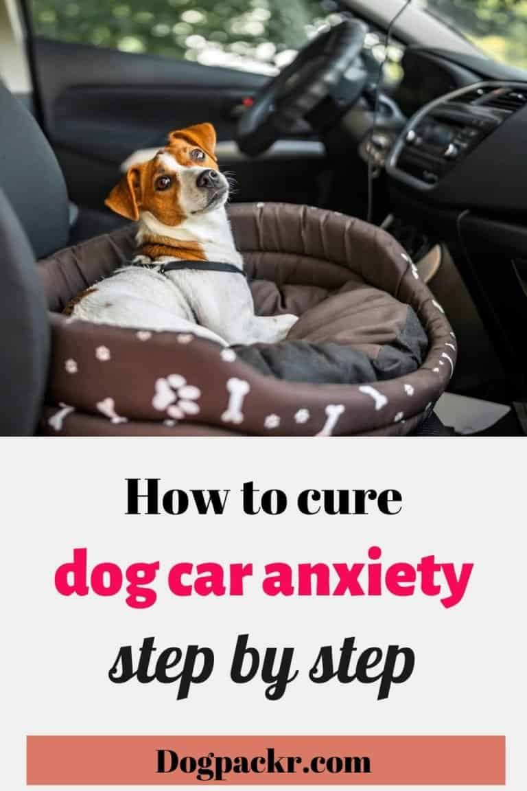 How to cure dog car anxiety - help your dog to enjoy rides - dogpackr