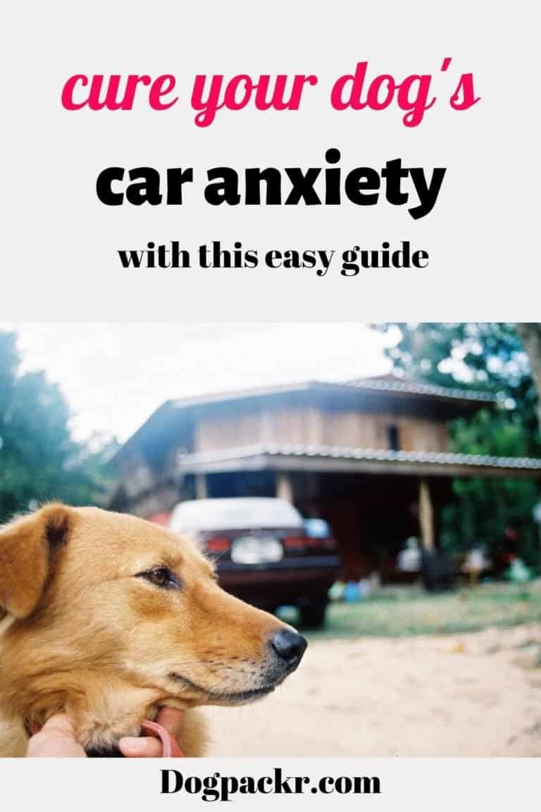 How to cure dog car anxiety help your dog to enjoy rides dogpackr