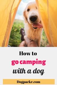 How to go camping with a dog and have the best time ever - dogpackr