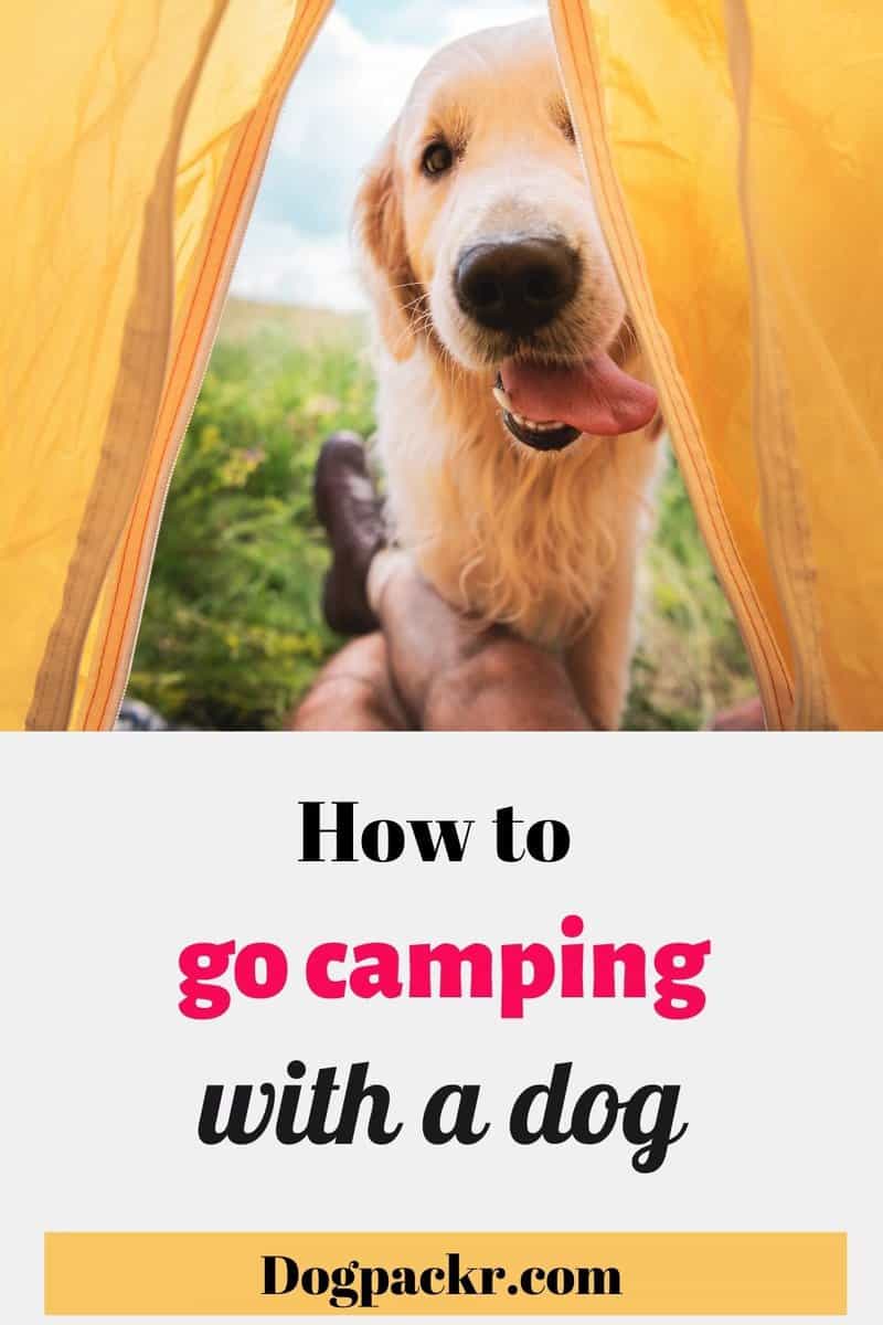 How to go camping with a dog and have the best time ever - dogpackr