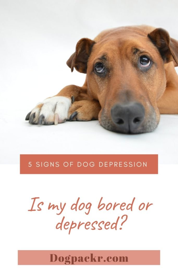 Is my dog bored or depressed? 5 signs of dog depression (5)