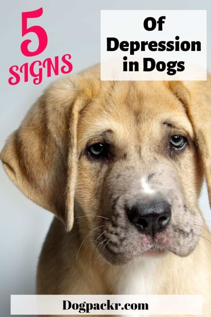 can dogs tell if you are depressed