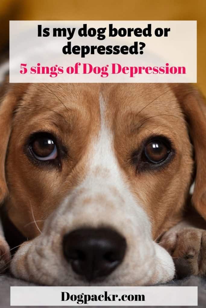 Is my dog bored or depressed? 5 signs of dog depression - dogpackr