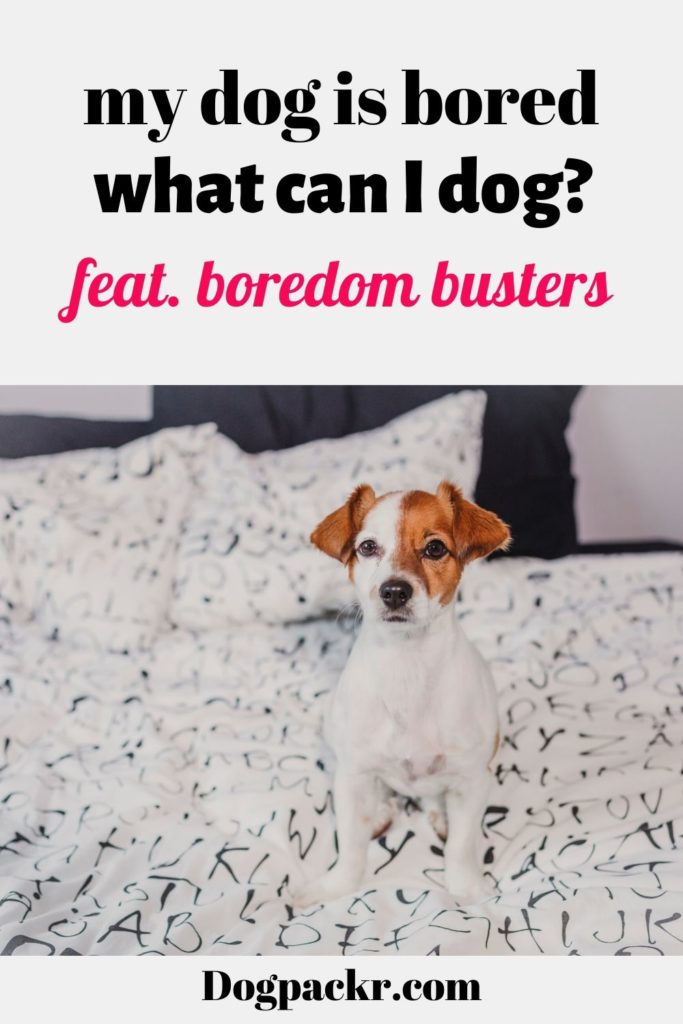 my-dog-is-bored-what-can-i-do-feat-boredom-busters-dogpackr