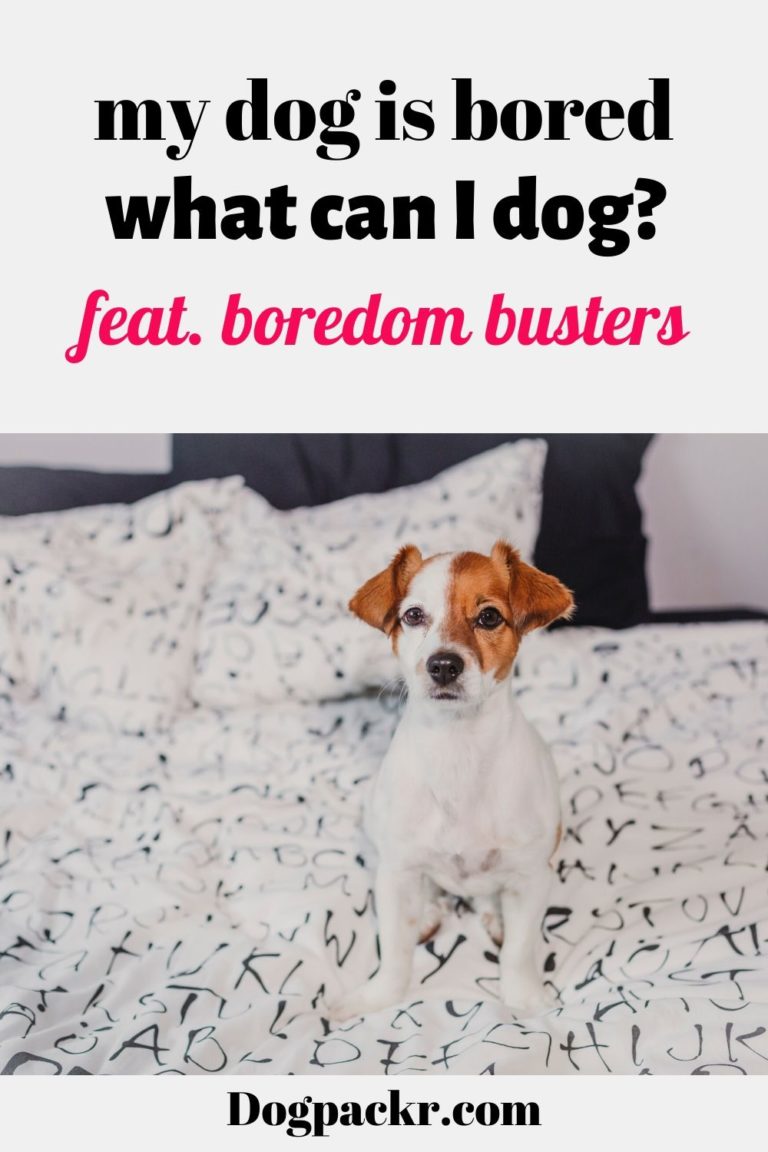 My dog is bored, what can I do? Feat. boredom busters! dogpackr