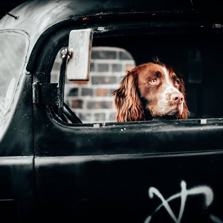 Why is my dog suddenly anxious in the car or scared of car rides