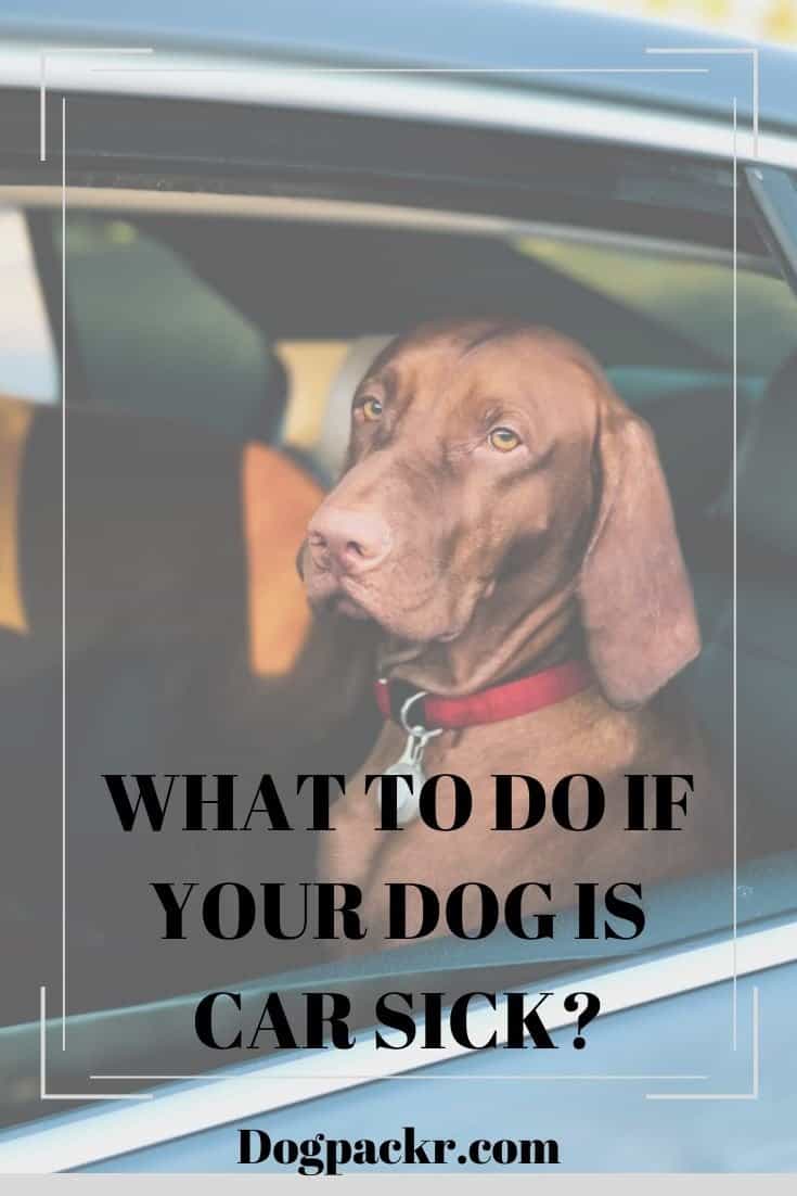 What to do when your dog gets car sick dogpackr