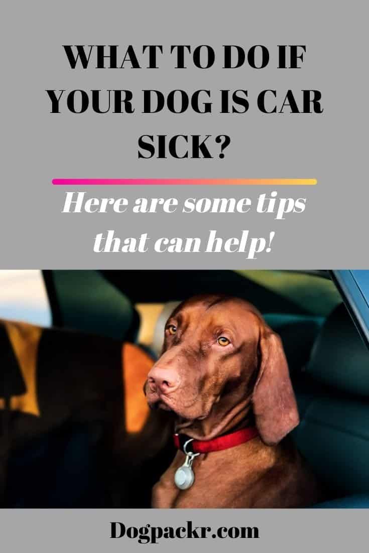 What to do when your dog gets car sick dogpackr