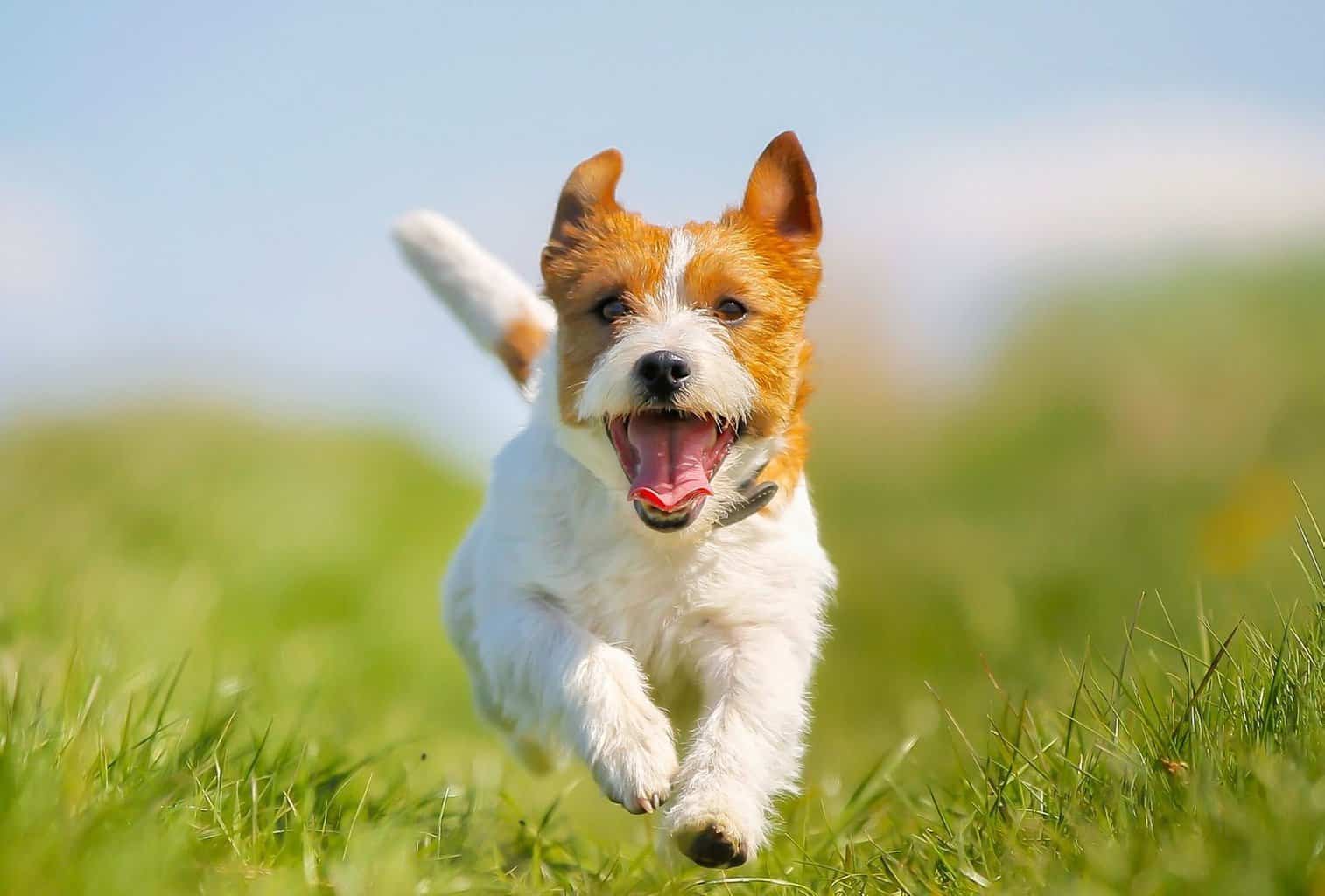 Do dogs get tired?