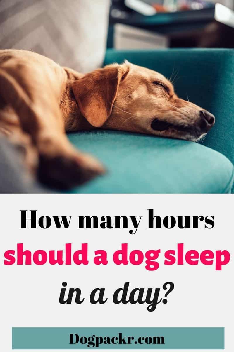 how-many-hours-a-day-should-a-dog-sleep-dogpackr