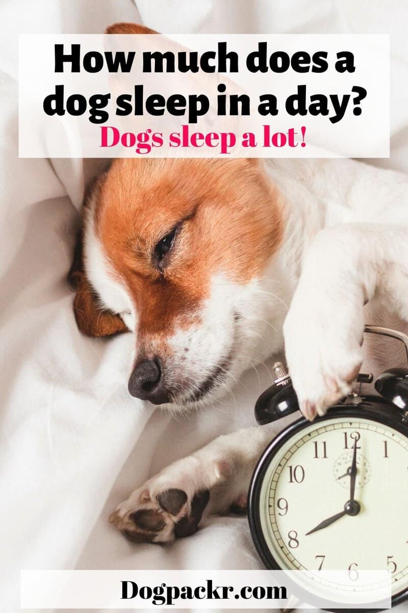 How many hours a day should a dog sleep? dogpackr