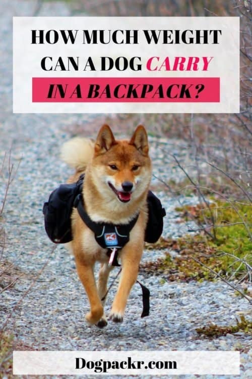 How much weight can a dog carry in a backpack? dogpackr