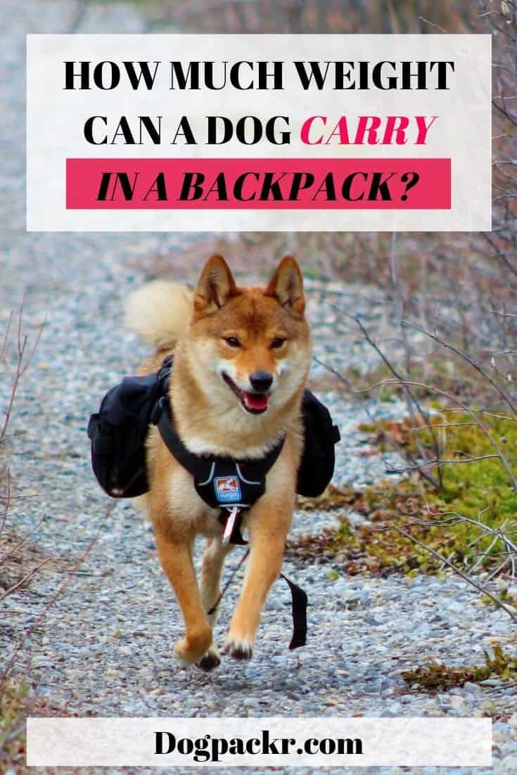 How much weight can a dog carry in a backpack? dogpackr