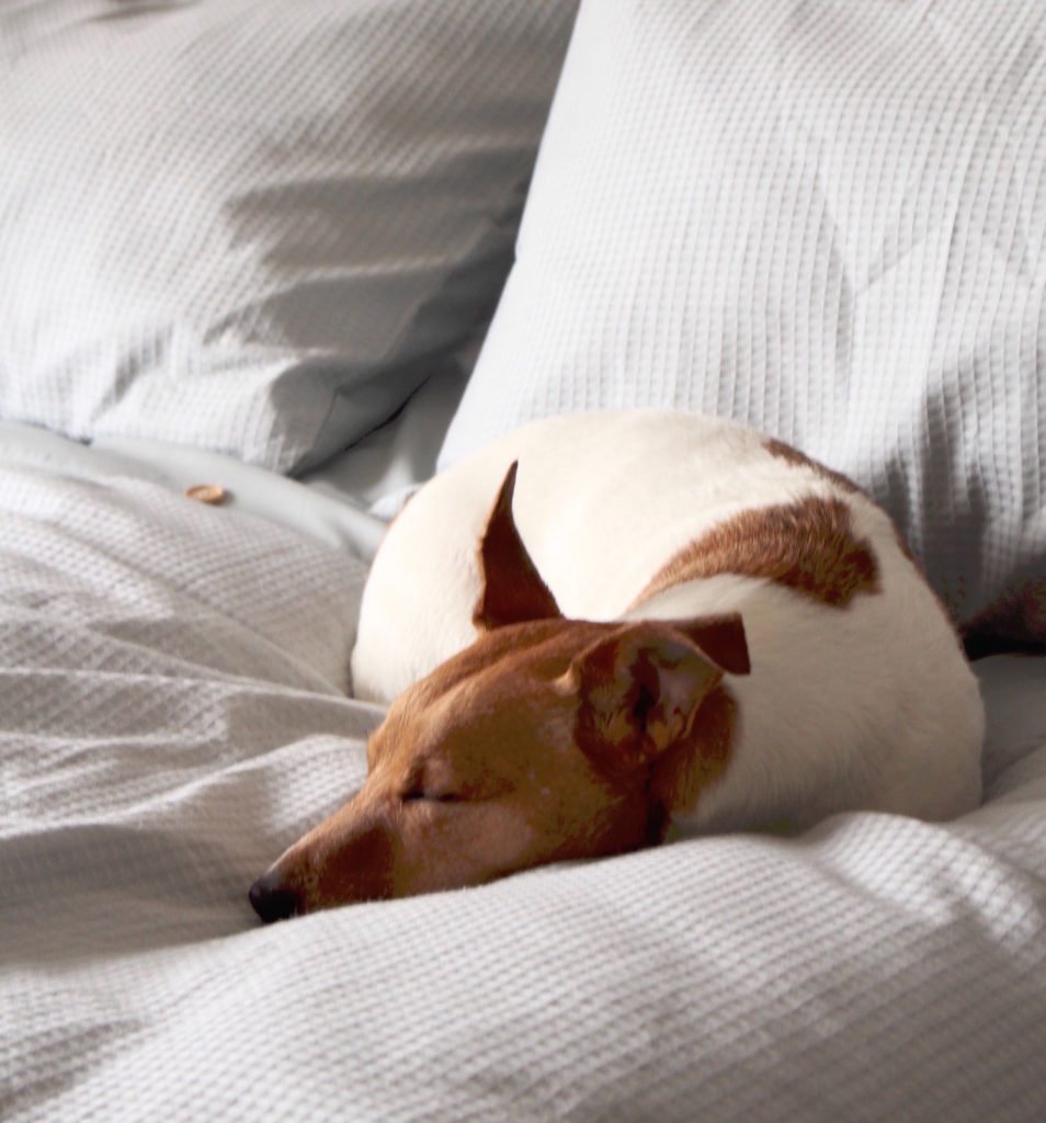 Is my dog bored or depressed? 5 signs of dog depression (1)