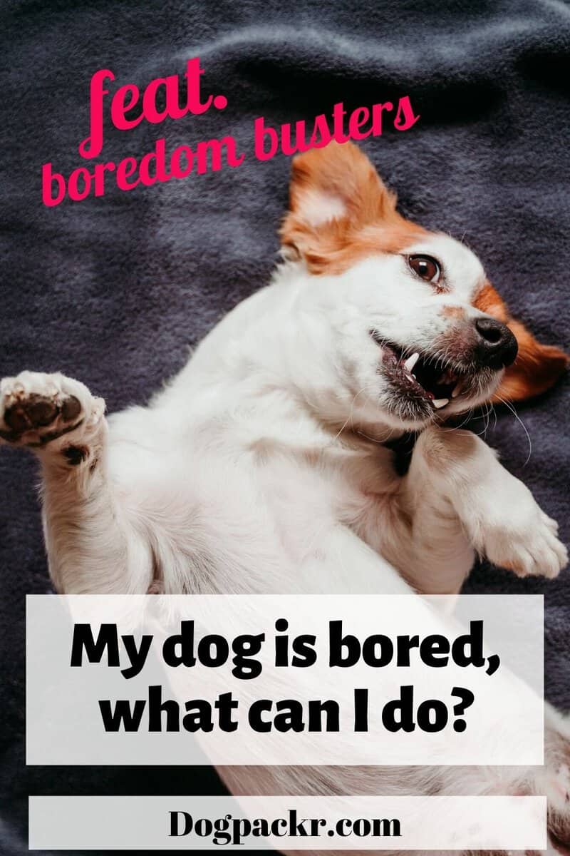 My Dog Is Bored What Can I Do Feat Boredom Photo Inspiration