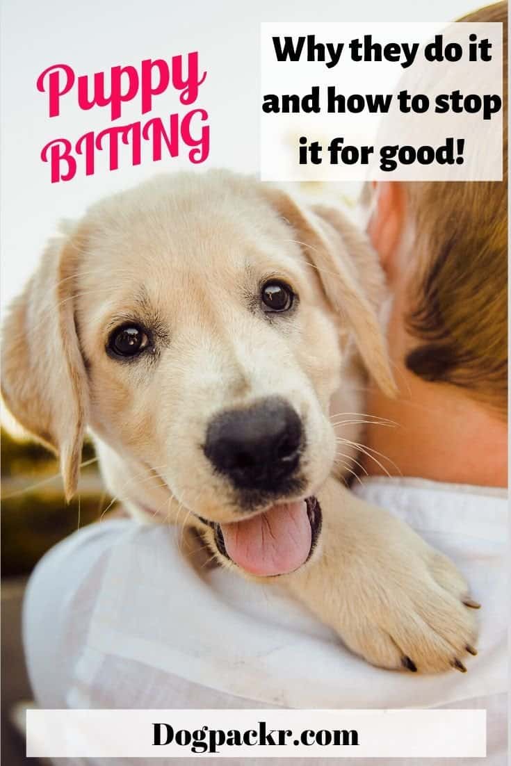 How to stop your puppy's biting habit for good - dogpackr