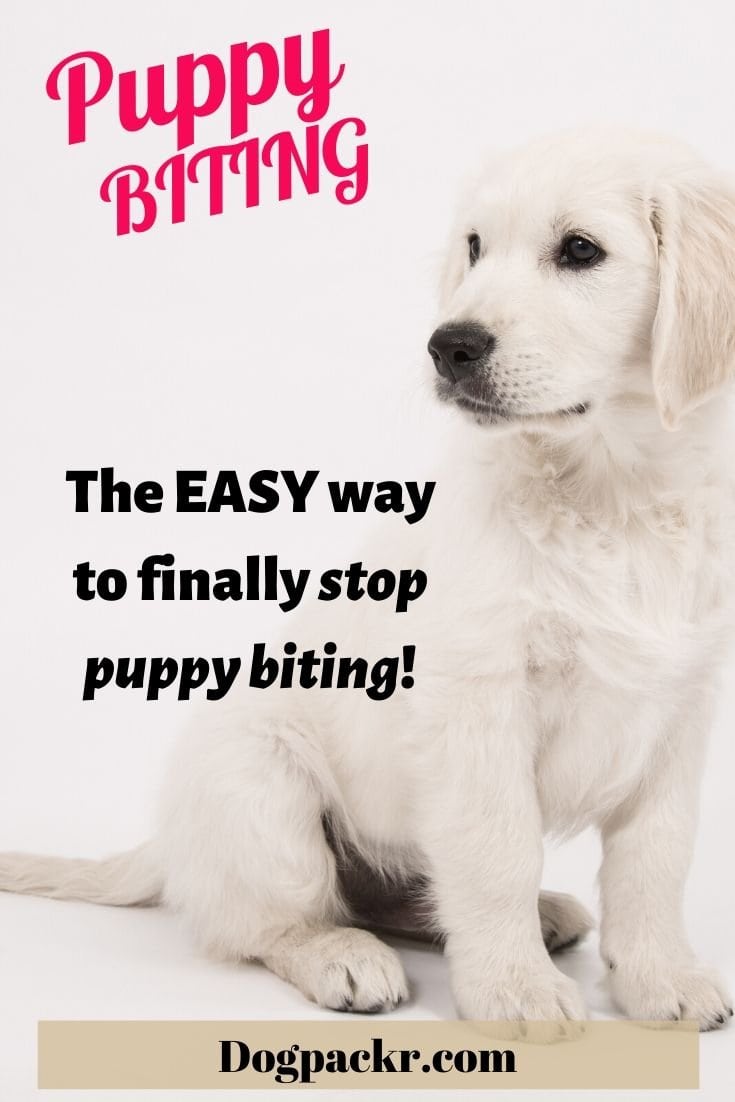 How to stop your puppy's biting habit for good - dogpackr