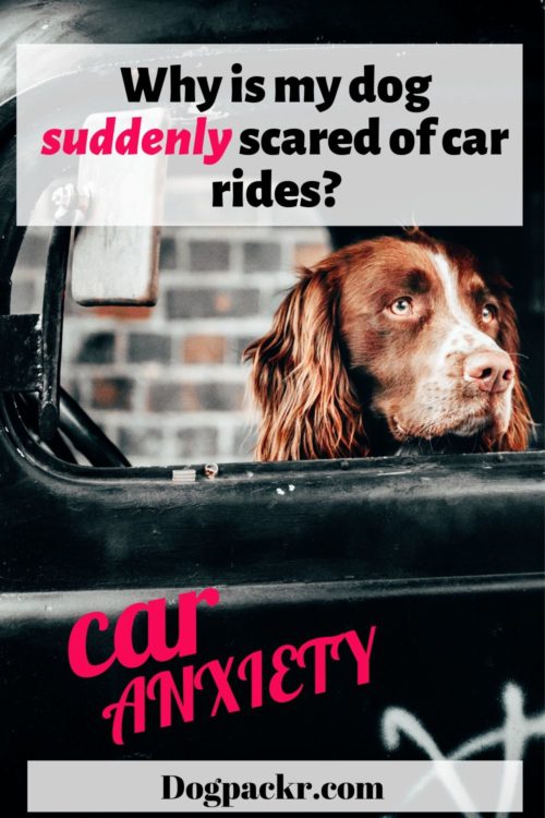Why is my dog suddenly anxious in the car or scared of car rides