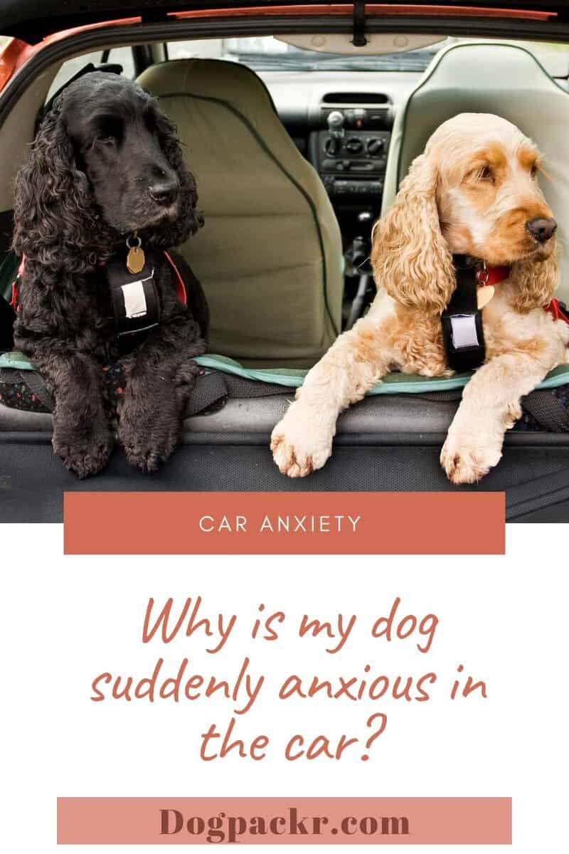 Why is my dog suddenly anxious in the car or scared of car rides? dogpackr