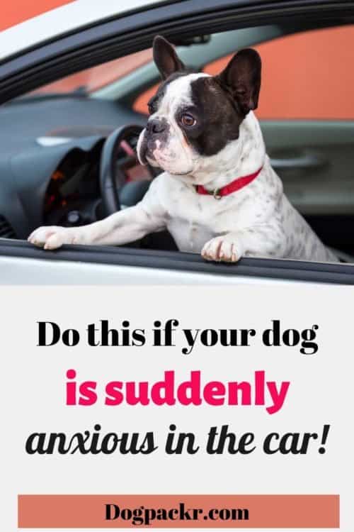Why is my dog suddenly anxious in the car or scared of car rides