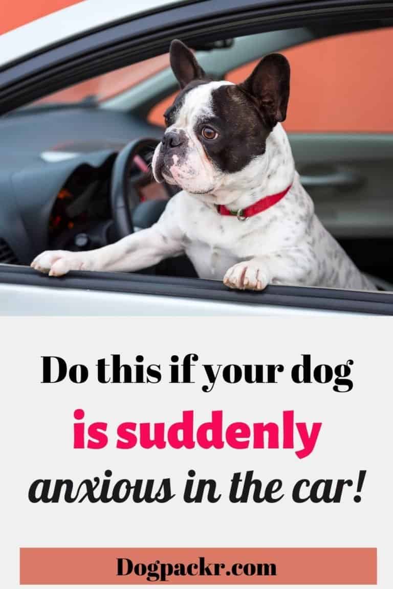 Why is my dog suddenly anxious in the car or scared of car rides? dogpackr