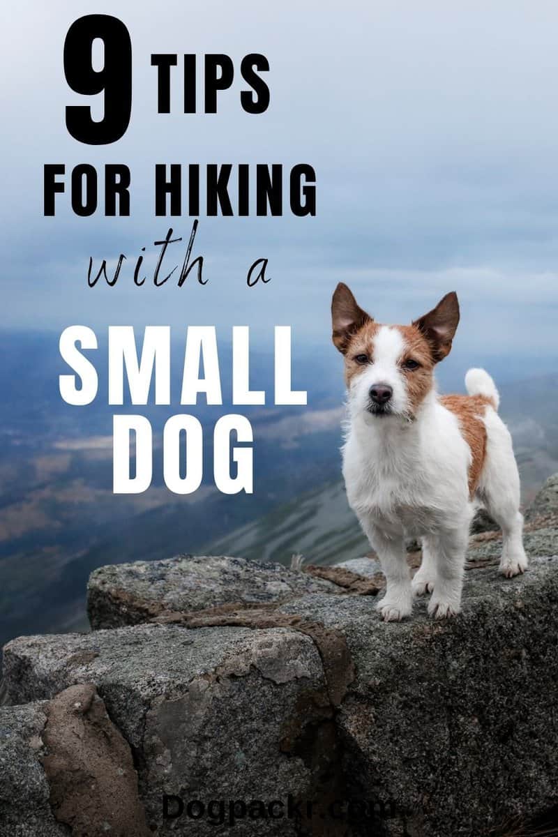 Can small dogs hike long distances? 9 tips to make it work dogpackr