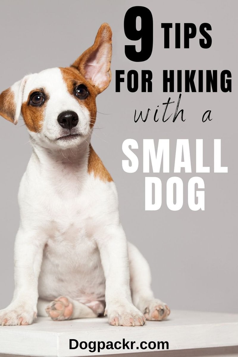 Can small dogs hike long distances? 9 tips to make it work dogpackr