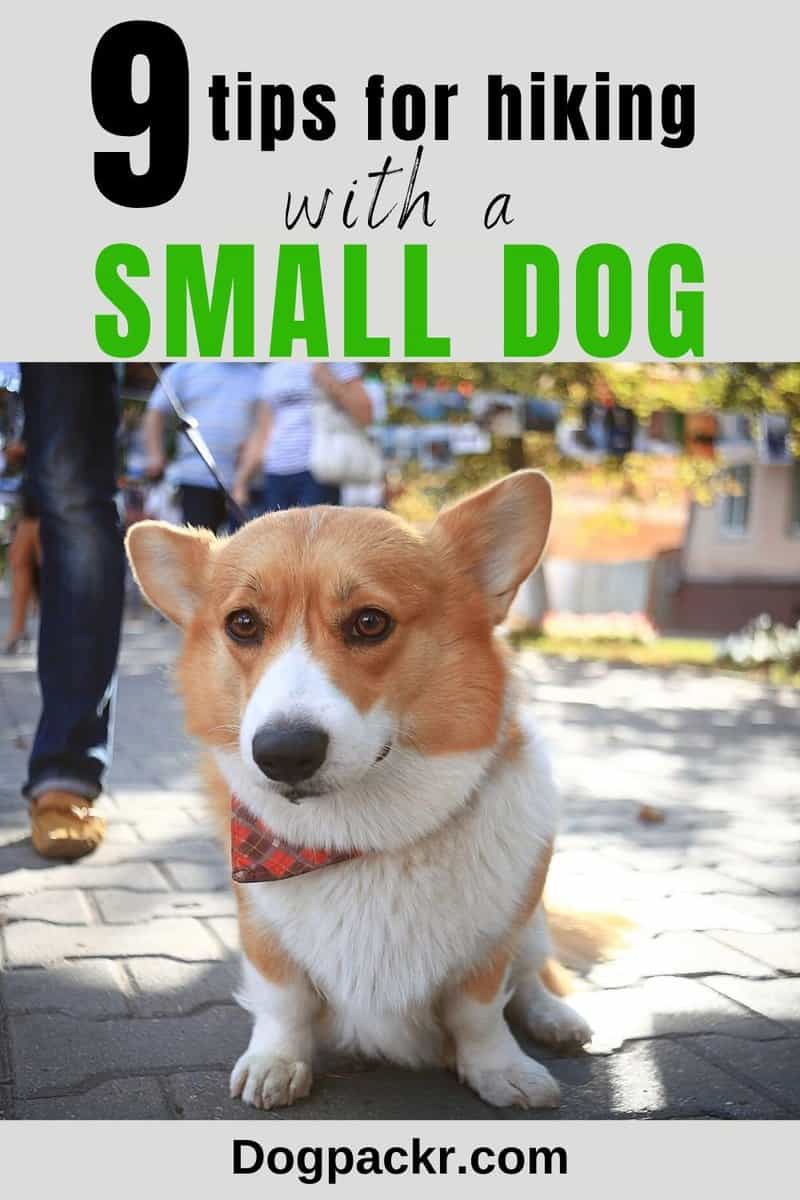 Can small dogs hike long distances? 9 tips to make it work dogpackr