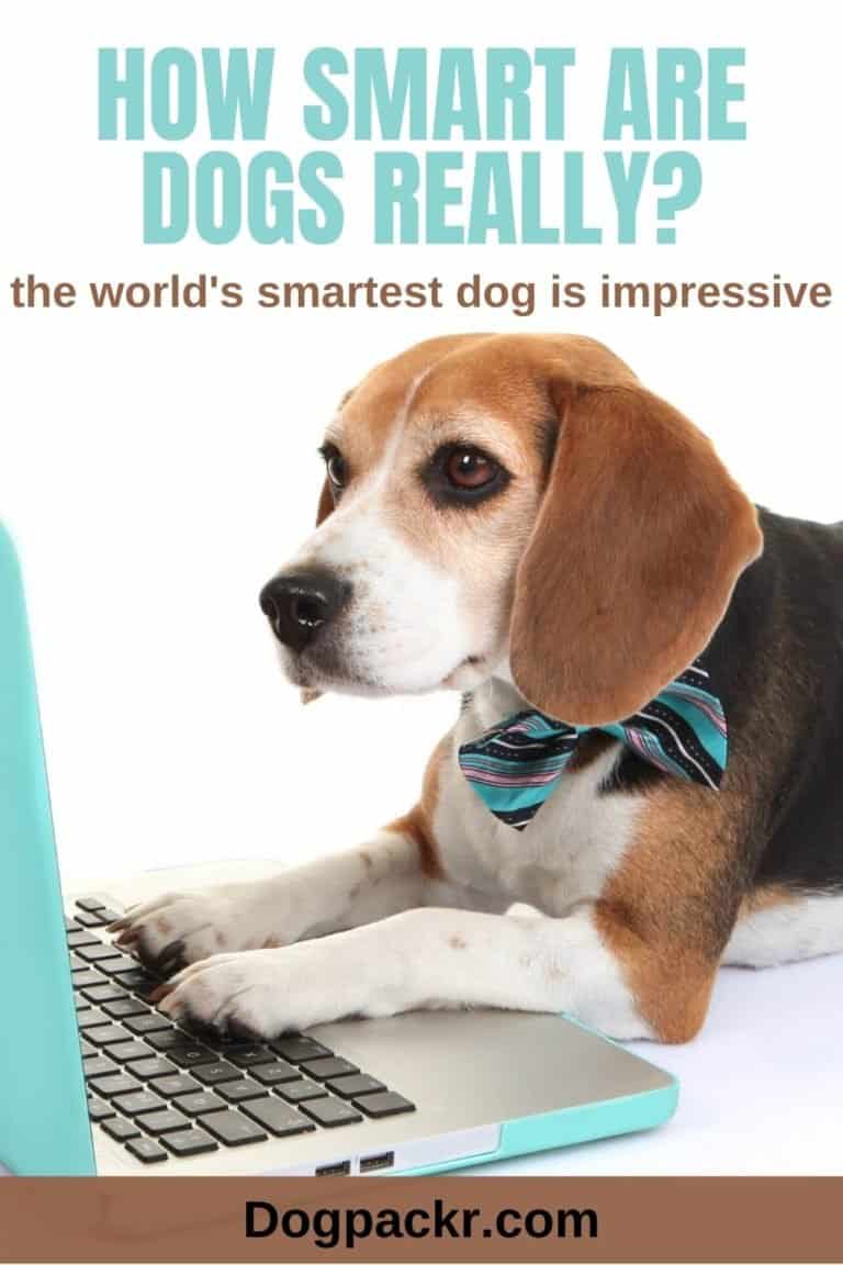 How smart are dogs? or: how are dogs smart? - dogpackr