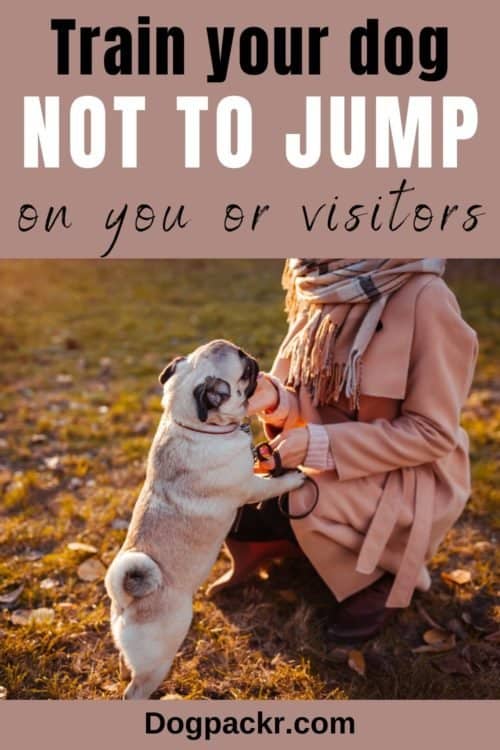 How to train a dog not to jump on you or others dogpackr