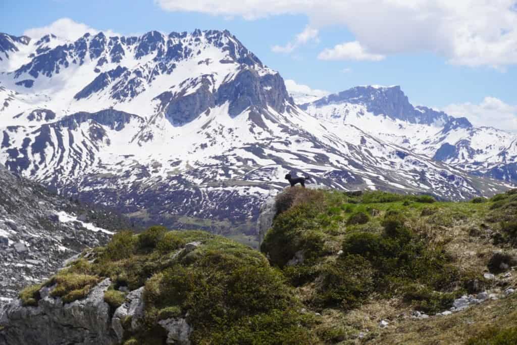 Can small dogs hike long distances