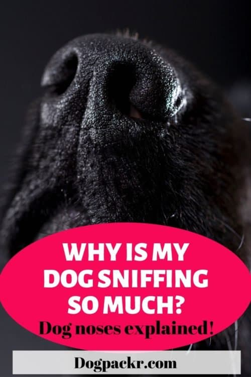Why is my dog sniffing so much? Scent guide dogpackr