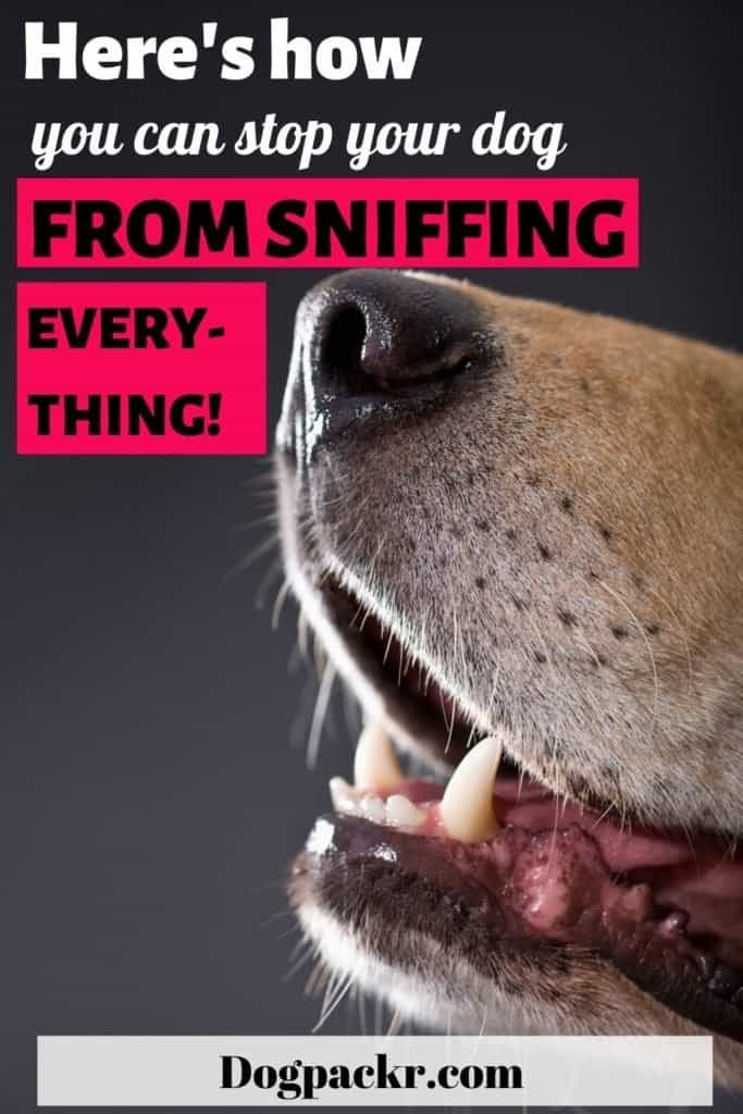 Why is my do sniffing so much