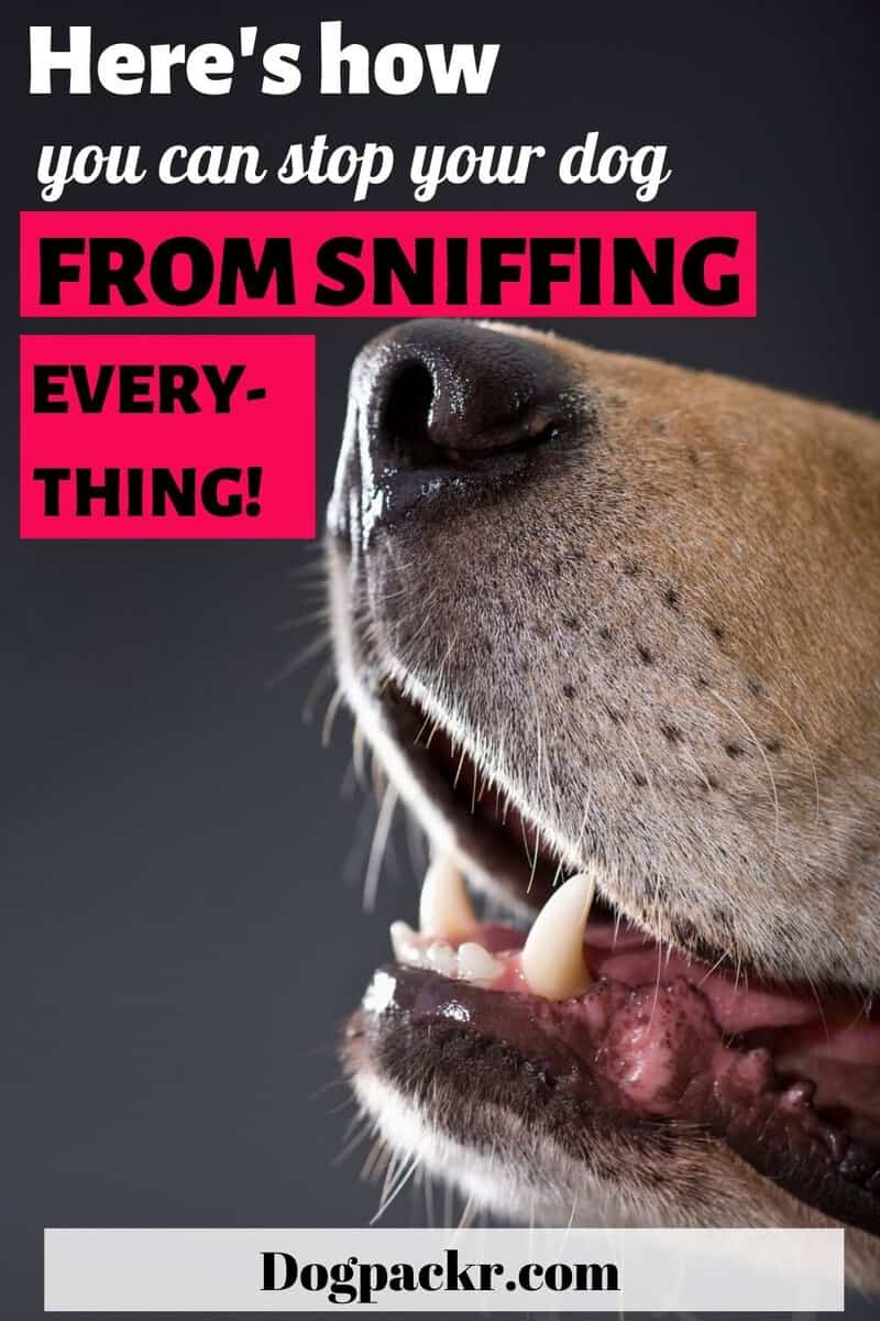 Why is my dog sniffing so much? Scent guide dogpackr