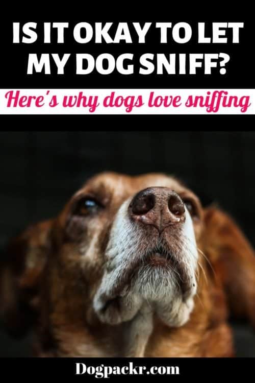 Why is my dog sniffing so much? Scent guide dogpackr