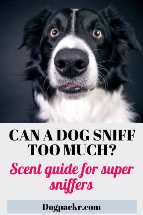 Why is my dog sniffing so much? Scent guide dogpackr