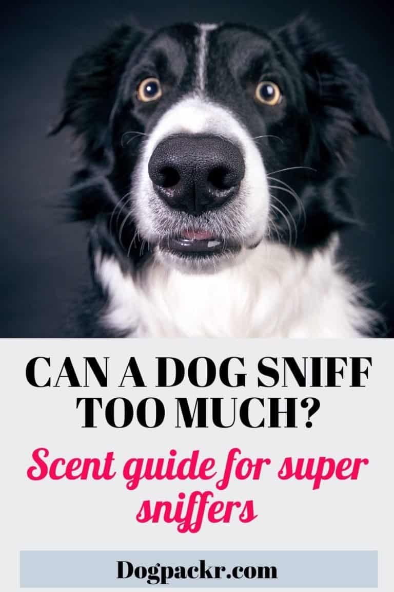 Why is my dog sniffing so much? Scent guide dogpackr