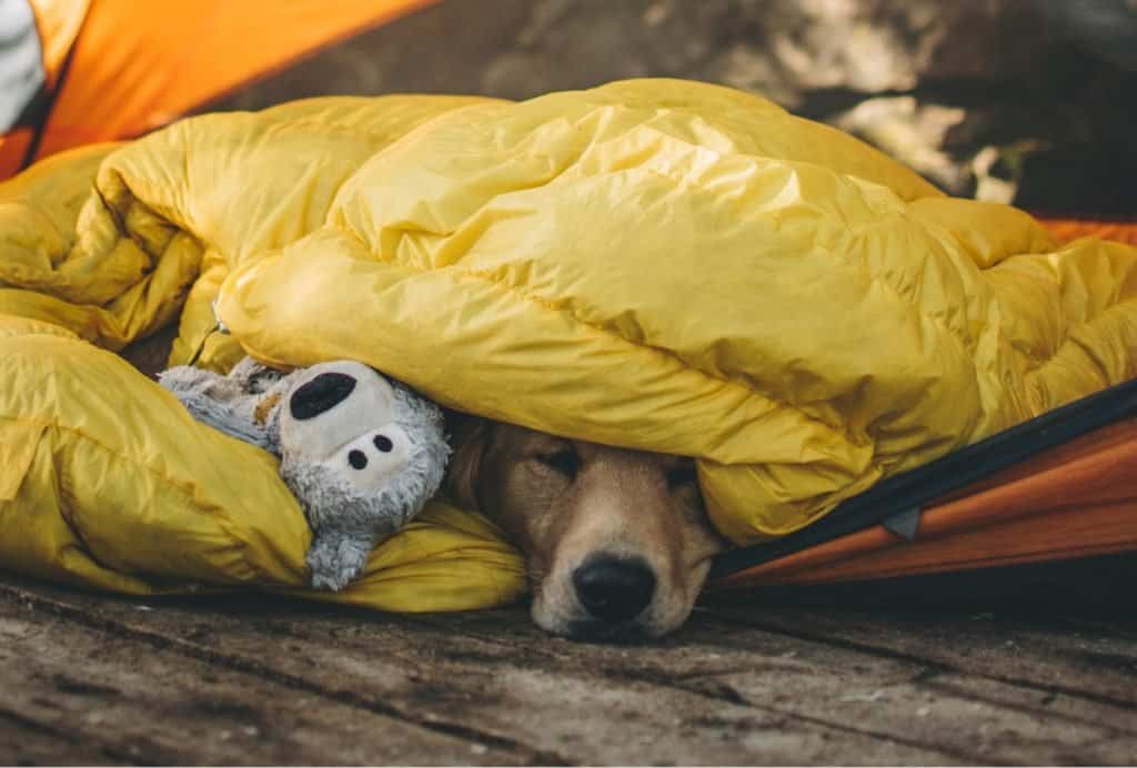 camping with a dog where does he sleep