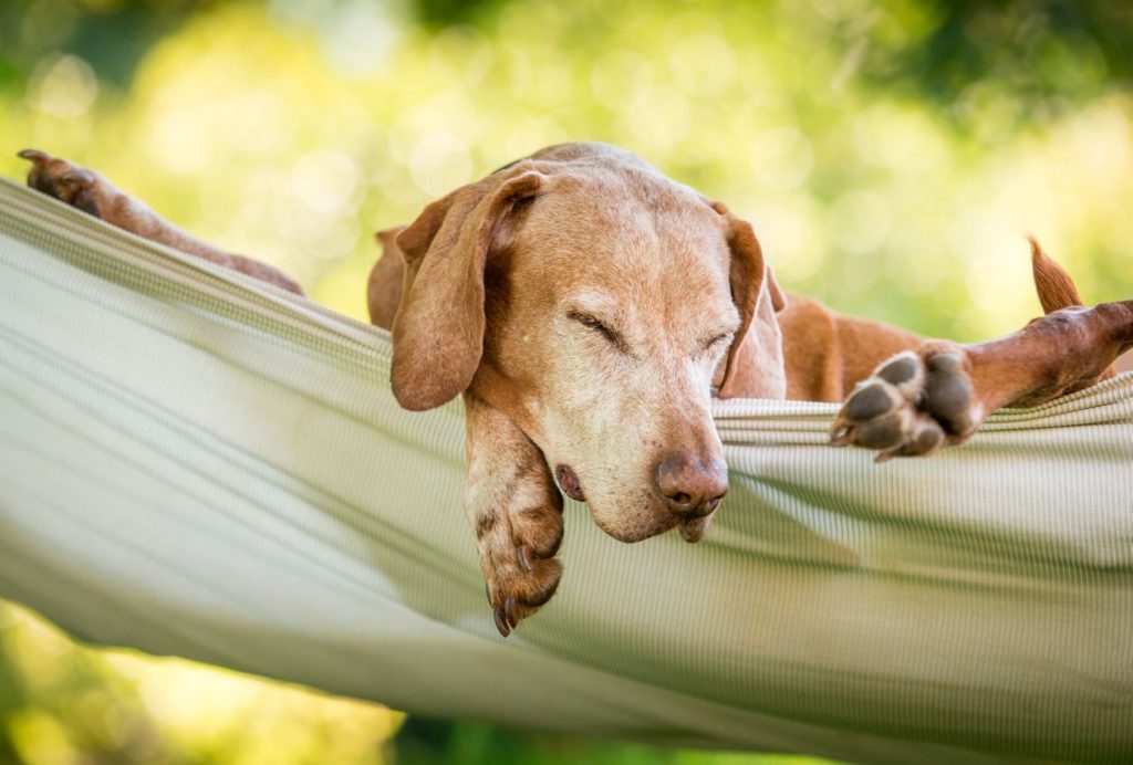 camping with a dog where does he sleep