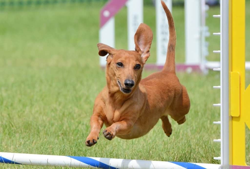 Can small dogs hike long distances