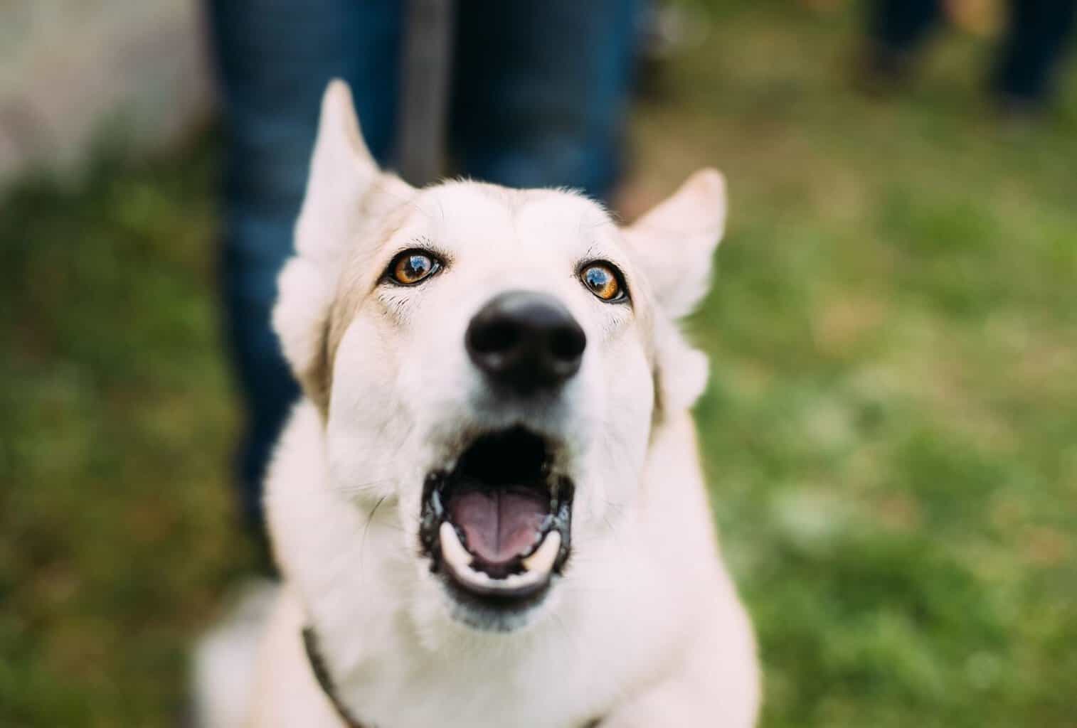 Do Dogs Get Tired Of Barking Reddit