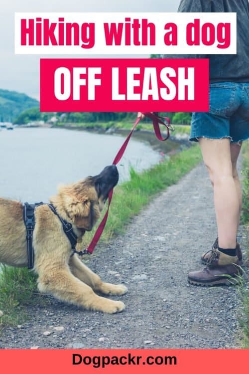 10 tips for hiking with a dog off leash dogpackr