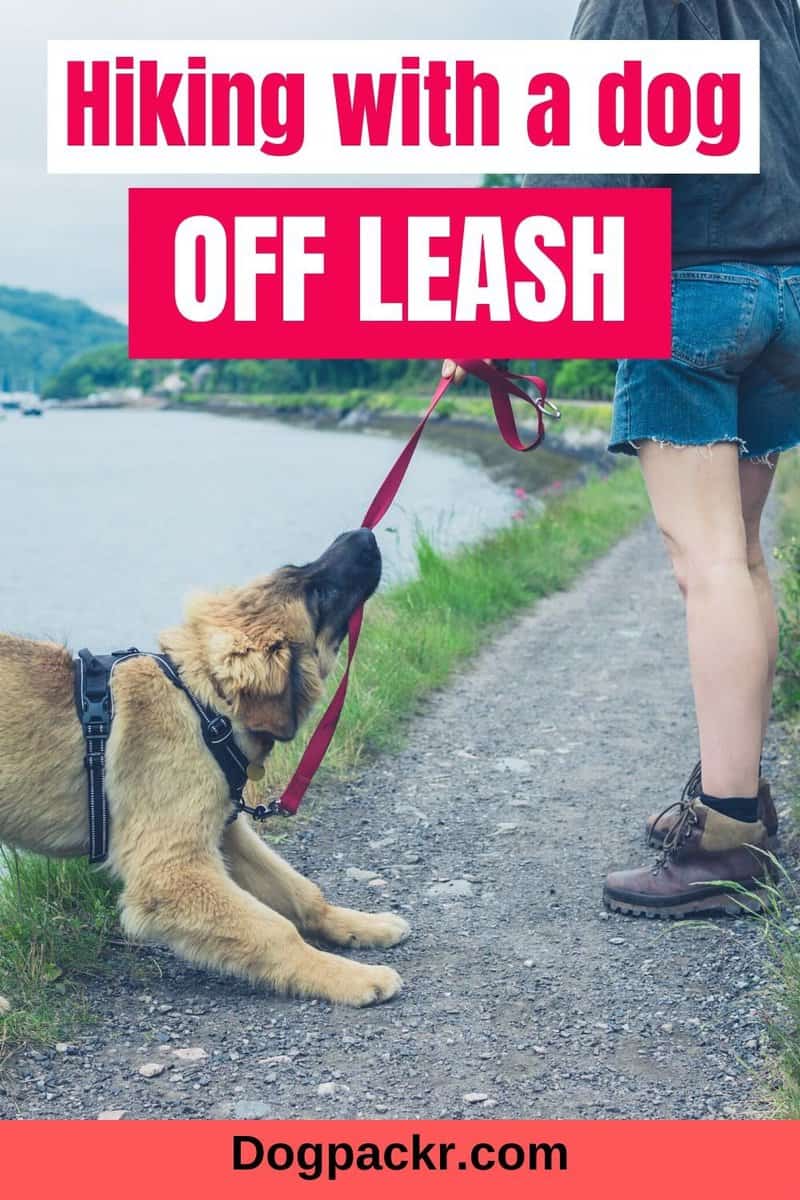 10 tips for hiking with a dog off leash dogpackr
