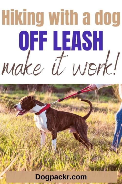 10 tips for hiking with a dog off leash dogpackr