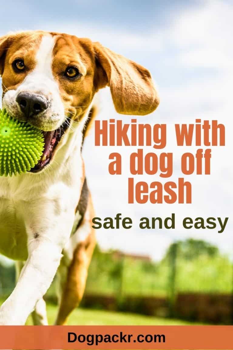 10 tips for hiking with a dog off leash dogpackr