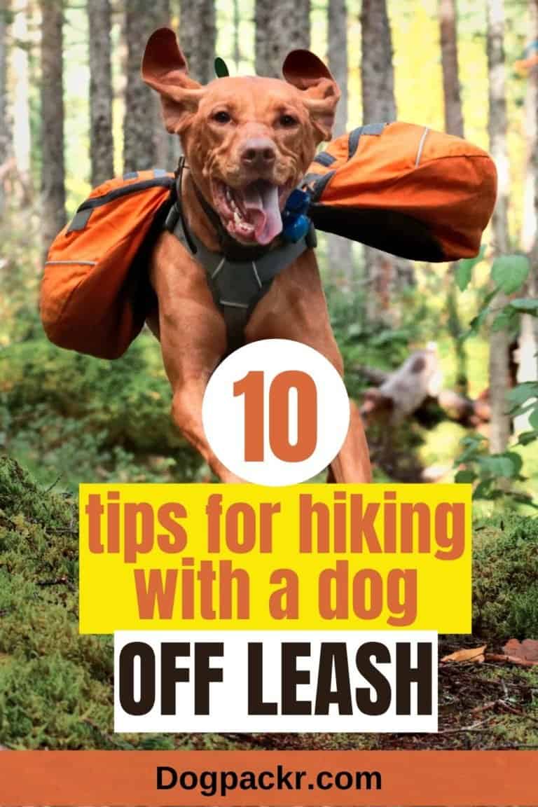 10 tips for hiking with a dog off leash dogpackr